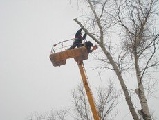 Спіл дерев, корчування пнів, обрізка гілок.