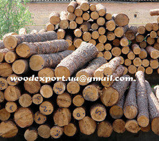 ЗАКУПКА ПИЛОВОЧНИКА СОСНОВОГО КИЕВ | КУПЛЮ КРУГЛЯК СОСНЫ