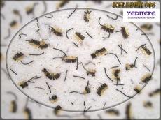 ДЕКОРАТИВНІ РІДКІ ШПАЛЕРИ