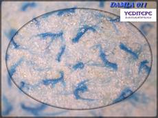 ДЕКОРАТИВНІ РІДКІ ШПАЛЕРИ