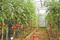 теплиці під полікарбонат дешево