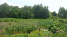 Продається терміново земельна ділянка с. Крушинка