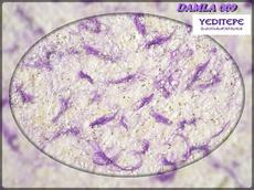 ДЕКОРАТИВНІ РІДКІ ШПАЛЕРИ