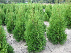 Ландшафтний дизайн. Реалізація посадкового матеріалу.