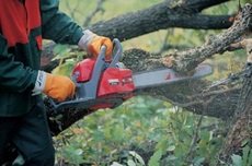 спиляти дерево в Дніпропетровську
