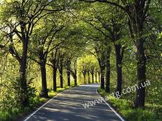 Благоустройство территорий