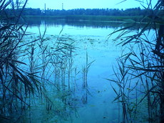 Продам дачу общество `РОМАШКА`