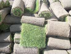 Рулоний газон, газон-трава в рулонах благоустрій, озеленення