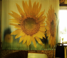 Картини на вікнах - фотожалюзі!