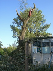 Спилювання дерев