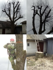 Спилювання дерев