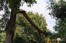 Спилювання дерев