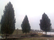 Озеленення деревами хвойних порід.