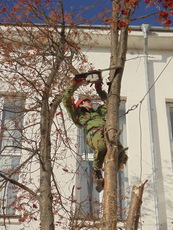 Спилювання дерев