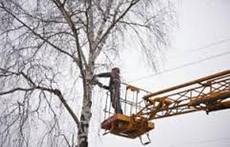 Спилювання дерев