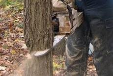 Спилювання дерев