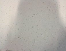 Підвісна стеля Міві