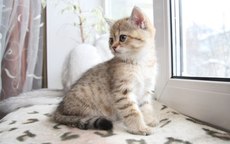 Вікна Екоплат (EcoPlast) Київ - ціна знижена