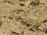 Псеок яружний