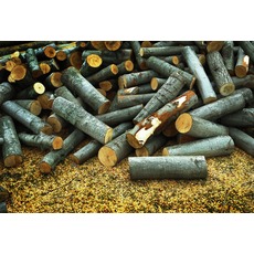 Организация купит дрова лиственных пород в размере 100 куб.