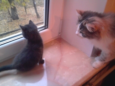 Ремонт вікон Київ, регулювання дверей. Петлі С94