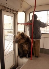 Ремонт вікон Київ, регулювання дверей, діагностика і терміно